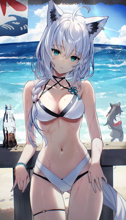 Silver-haired fox at the beach