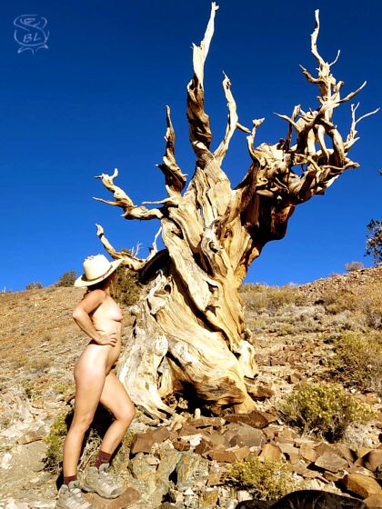 Diese prächtige und meistfotografierte Bristlecone Pine ist keine Methusalem