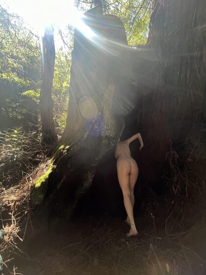Dit weekend een schuilplaats gevonden in de sequoia's!