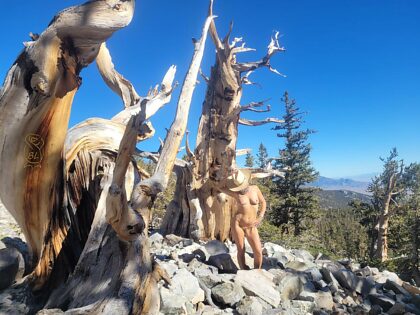 Ancient Bristlecone Pines for TPT!