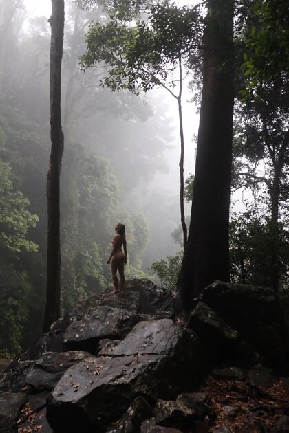 Mattina nebbiosa nella foresta pluviale