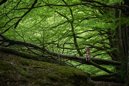 Taki majestatyczny las w Exmoor