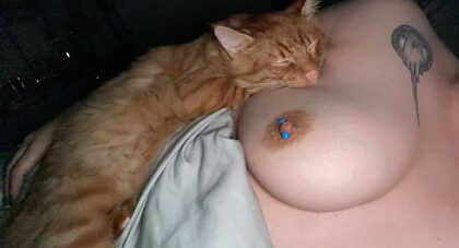 котенок и грудь