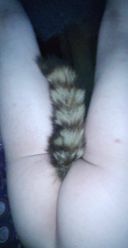 I want someone to pull my tail