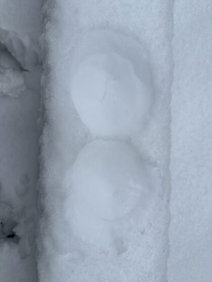 ご存知かもしれませんが、雪の深さは38DDDです❄️